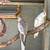 Cockatiels 1 thumbnail