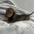 Dark shade long hair dachshund 1 thumbnail