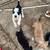 Papillion/chihuahua mix & chihuahua/dashhound mix 18 thumbnail