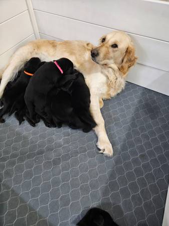 Golden Shepherd Puppies (Hubert)63693740320515123