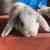 Rabbit 5 thumbnail