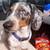Miniature Dachshund 5 thumbnail