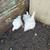 Meat Chickens 1 thumbnail