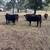 March & April calves 1 thumbnail