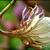 Blooming Now! Queen of the Night Mature Cactus w/Large Flowers Plant 2 thumbnail