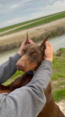 DOBERMAN  STUD 1