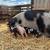 Kune Kune Piglets 14 thumbnail
