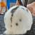 Young new zeland bunnies 8 thumbnail