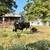 Group of Cows with a Pair 2 thumbnail