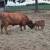 Dexter cattle 3 thumbnail