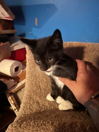 Kittens (Kennewick)63922852512131122