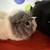 2 Female Guinea Pigs 2 thumbnail