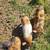 Kunekune piglets 2 thumbnail