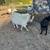Nigerian Dwarf + Pygmy Cross Buck 2 thumbnail