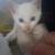 Kittens 3 thumbnail