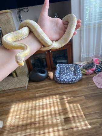 2 serpientes corn (Rocklin)63848875492865122