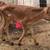 Jersey Bottle Calves 9 thumbnail