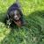 Mini Dachshund Puppies 4 thumbnail