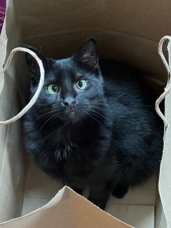 Lost black cat (West seattle)63949211052419122
