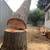 Tree removal, tree pruning, certified arborist 2 thumbnail