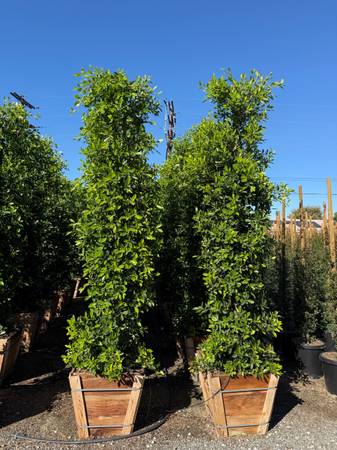 Ficus nitdia indian laurel hedge 1