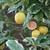 Variegated Pink Semi-Dwarf Lemon Tree In Italian Terracotta Pot 4 thumbnail