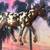 Breyer horses 10 thumbnail