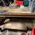 Heavy wood tool work table on wheels 1 thumbnail