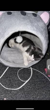 Rehoming female cat (New York)63871121609985123
