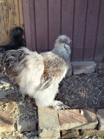 Friendly Silkie Rooster Chicken - $8 (Roseville)63439265248131124