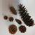 6 different kinds of pinecones for sale mix or match $ 4.00 for one gal. Bag 1 thumbnail