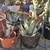 Blue Agave  parryi agave 1 thumbnail