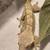 Male Crested gecko 10 thumbnail