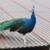 Peacocks 2 thumbnail