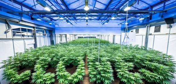 Highest-quality cuts, lab-tested & virus-free 1