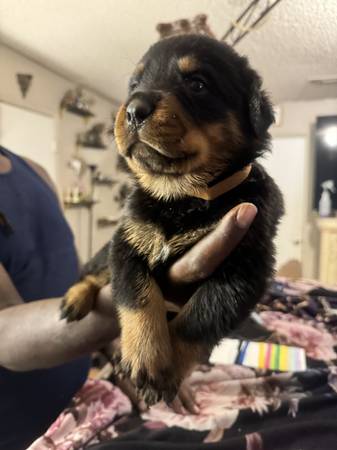 Rottweilers puppies (Killeen)63898901850882121