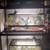 Leopard geckos URGENTLY NEED TO REHOME 18 thumbnail