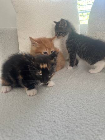 3 gatitos que necesitan un buen hogar (Renton)63443576972417121