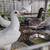 pigeons 2 thumbnail