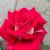 A Rose Called LOVE 6 thumbnail