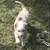 Mini Australian shepherd (mini Aussie puppies) 9 thumbnail