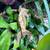 Flame adult female crested gecko and baby gecko 6 thumbnail