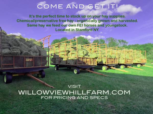 1st cut horse hay top quality 1