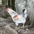 Light Brahma &  Ameraucana Roosters 4 thumbnail