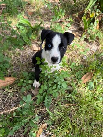 free dog (Houston)63859317898497123