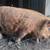 KuneKune piglets 3 thumbnail