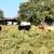 Group of Cows with a Pair 6 thumbnail