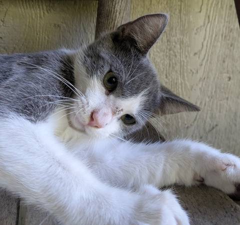 Gata tímida y pequeña buscando un hogar amoroso (Lawrence)63675819509635121