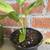 Indoor Plants 7 thumbnail