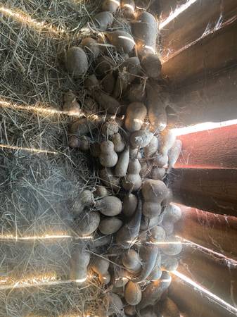 Dry gourds 1